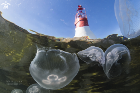 A jellyfish