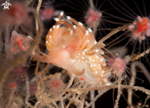 A Facelina bostoensis