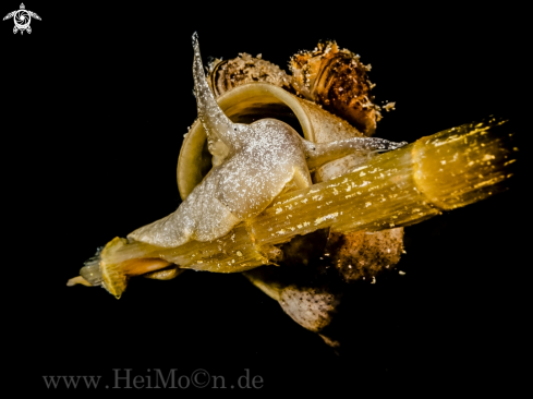 A Schlammschnecke (Lymnaeidae)