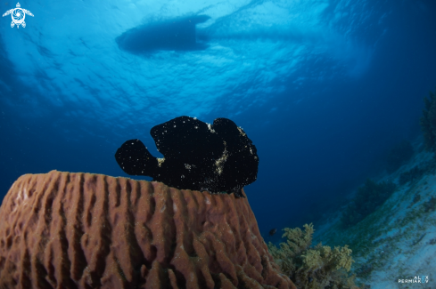 A Frogfish