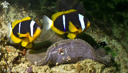 A Anenome fish