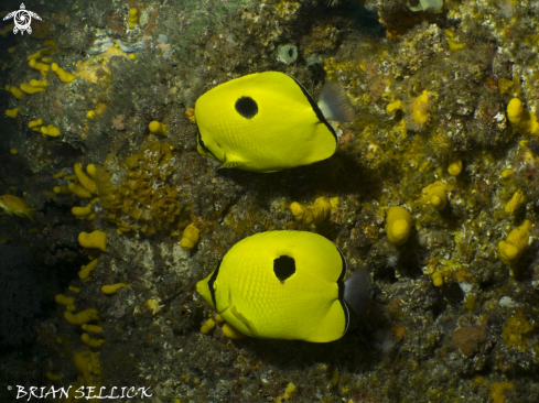 A Chaetodon interruptus | Teardrop Butterflyfish