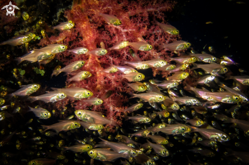 A Glassfish and Softcoral