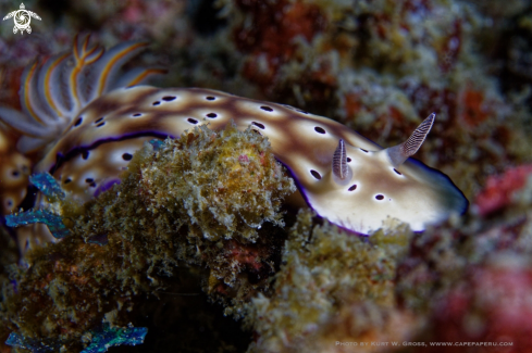 A Nudibranche