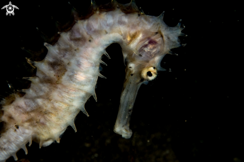 A Thorny seahorse