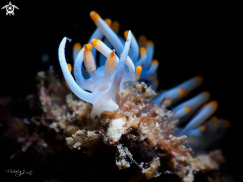 A Nudibranch