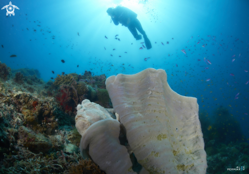 A Frogfish