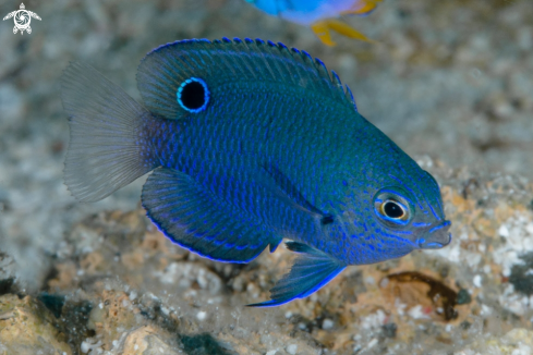 A Nagasaki Damsel, juvenile