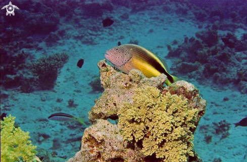 A reef fish