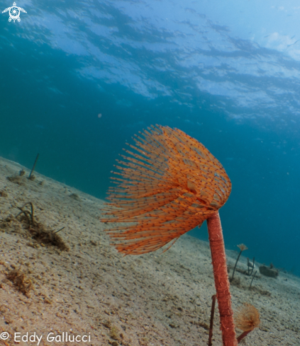 A Sabella Spallanzanii | Spirografi