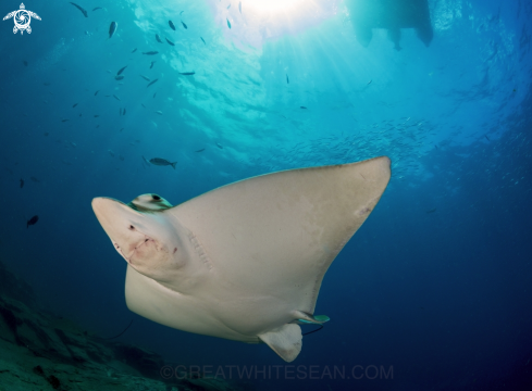 A Pteromylaeus bovinus | Bull Ray 