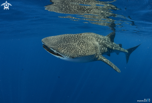 A Whale shark