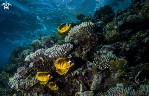 A Red Sea Butterfly Fish