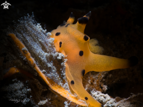 A Nudibranch