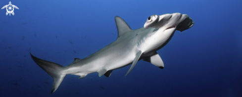 A scalloped hammerhead shark