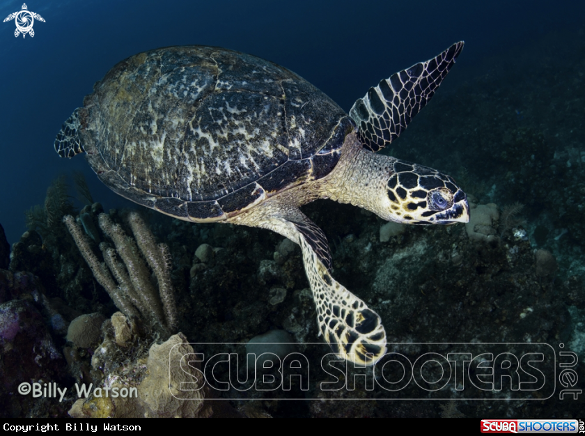 A Hawksbill Sea Turtle