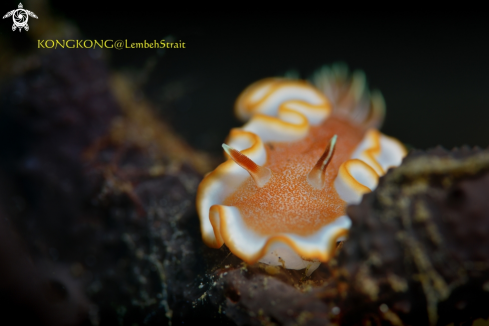 A Nudibranch