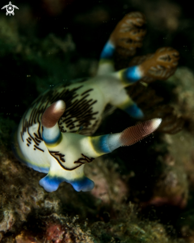 A Nembrotha lineolata