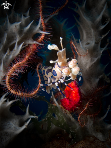 A Hymenocera elegans | Harlequin shrimp