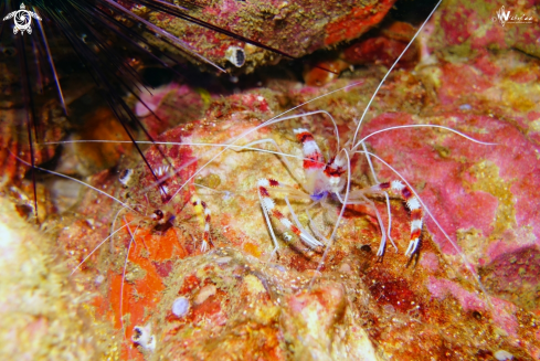 A Stenopus hispidus | banded boxer shrimp