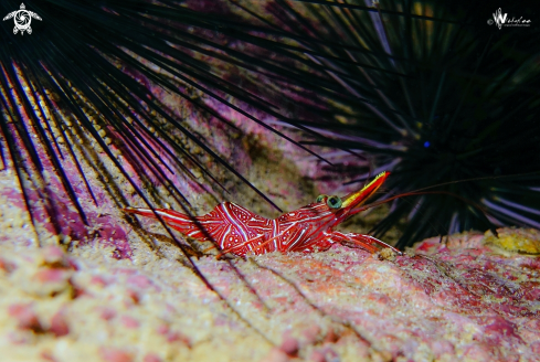 A Durban dancing shrimp