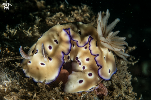 A Hypselodoris tryoni