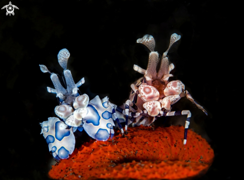 A Arlequin shrimp