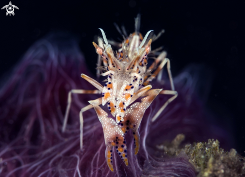 A Phillognathia ceratophtalmus | Tiger shrimp