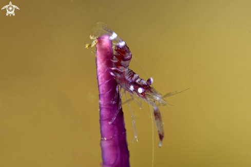 A Rock shrimp