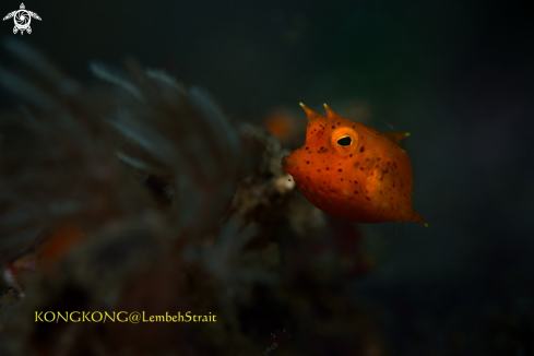 A COWFISH