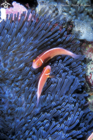 A Amphiprion perideraion | Pink Anemonefish