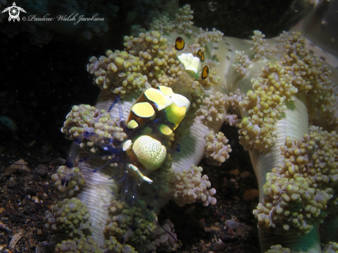 A Peacock-Tail Anemone Shrimp