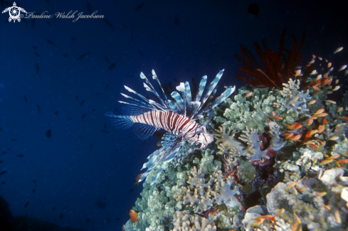 A Lionfish and Anthias