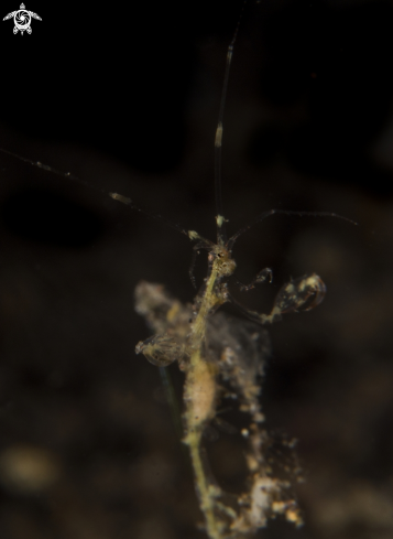 A Skeleton Shrimp 