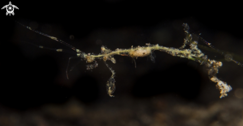 A Caprellidae | Skeleton Shrimp 