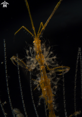 A Caprellidae | Skeleton Shrimp 