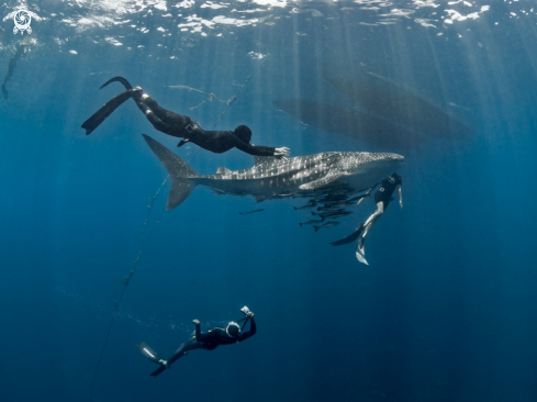 A Whale Shark