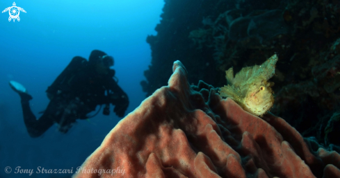 A Taenianotus triacanthus | Leaf scorpionfish