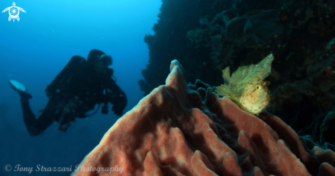 A Leaf scorpionfish