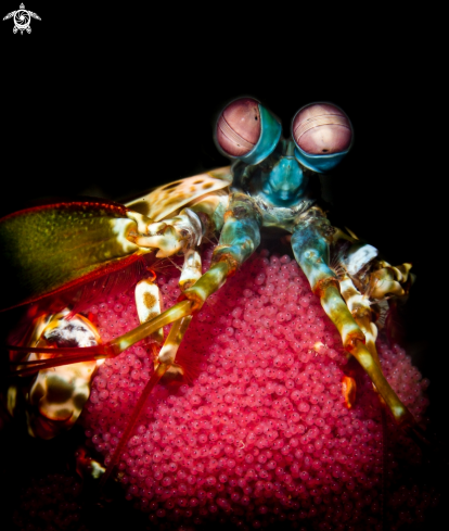 A Peacock mantis shrimp