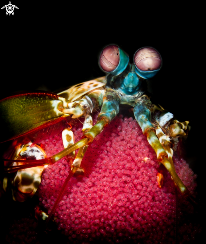 A Odontodactylus scyllarus | Peacock mantis shrimp