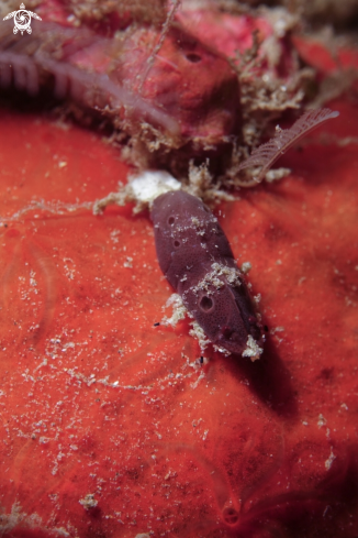 A Cryptic sponge shrimp?