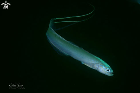 A Blue Hana Goby