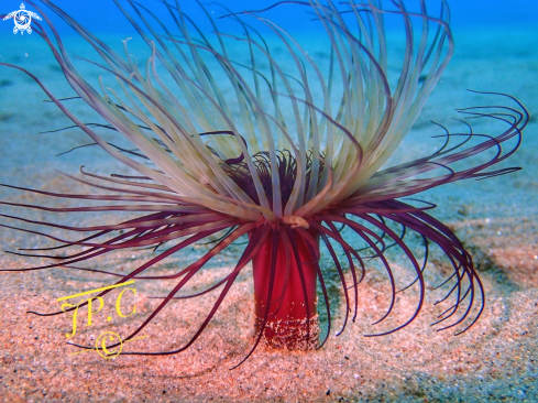 A Pachycerianthus solitarius | CÉRIANTHE SOLITAIRE