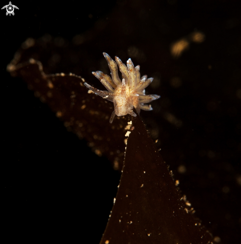 A Eubranchus SP