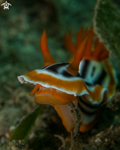 A Chromidoris magnifica | Chromidoris magnifica