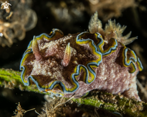 A Glossodoris cincta