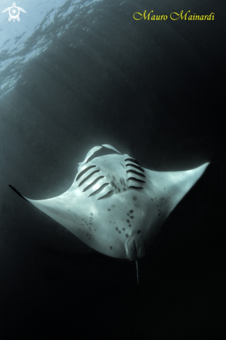 A Manta