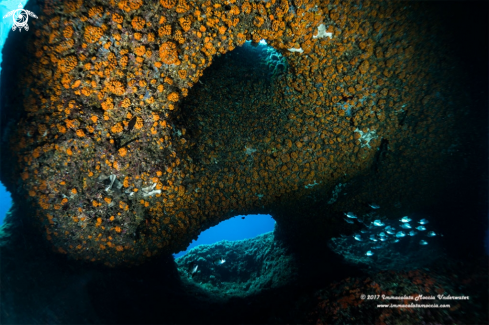 A Astroides  | Grotta dell'Isca - Arco naturale