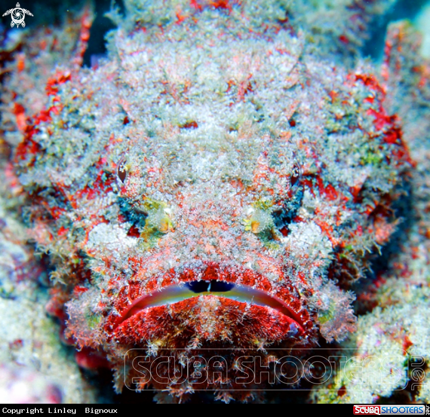 A Stonefish,Mauritius